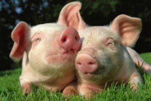 pig